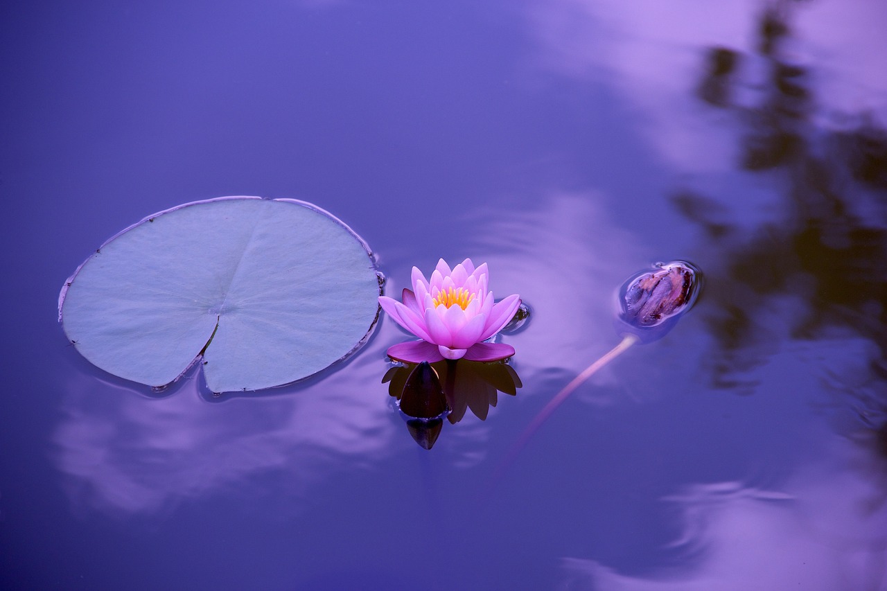 Loto sobre agua violeta